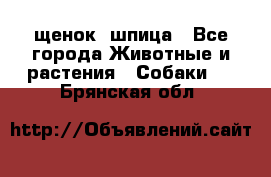 щенок  шпица - Все города Животные и растения » Собаки   . Брянская обл.